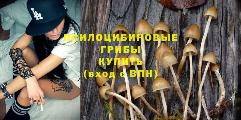 Галлюциногенные грибы Psilocybe  Рязань 